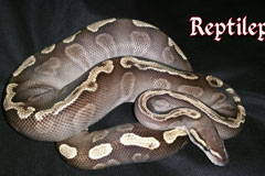 #33 GHI Mojave X Pewter Clown Sire