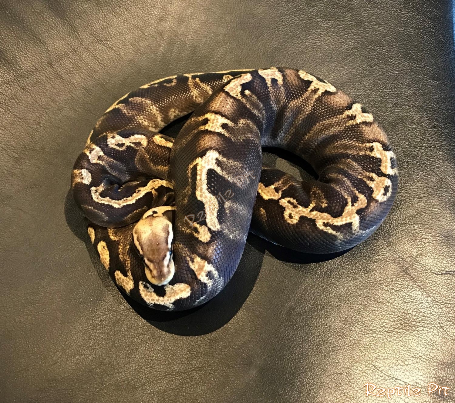 Super GHI Pastel female
