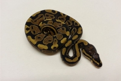 #1 Shatter Pastel x Spider