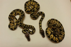 #1 Shatter Pastel x Spider
