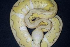 #2 Killer Clown x Lesser het Clown