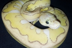 #2 Killer Clown x Lesser het Clown