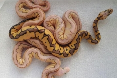 #2 Killer Clown x Lesser het Clown