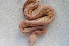 #2 Killer Clown x Lesser het Clown