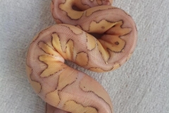 #2 Killer Clown x Lesser het Clown