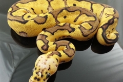 #2 Killer Clown x Lesser het Clown