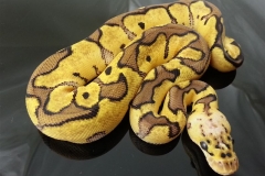 #2 Killer Clown x Lesser het Clown