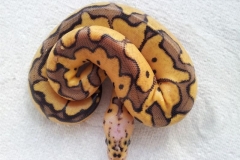 #2 Killer Clown x Lesser het Clown