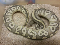 #5 Hypo Mojave x Genetic Banded Sire