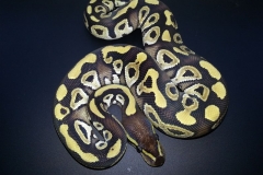 #5 Hypo Mojave x Genetic Banded