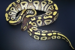 #5 Hypo Mojave x Genetic Banded