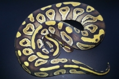 #5 Hypo Mojave x Genetic Banded