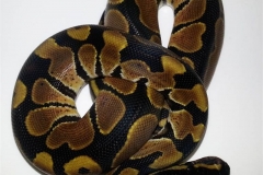 #5 Hypo Mojave x Genetic Banded