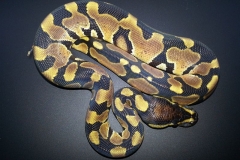 #5 Hypo Mojave x Genetic Banded