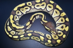 #5 Hypo Mojave x Genetic Banded