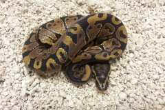 #7 Sibling Leopard het Pied x African