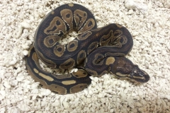 #7 Sibling Leopard het Pied x African