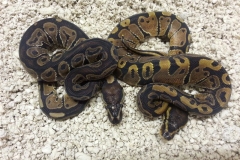 #7 Sibling Leopard het Pied x African