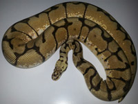 #8 Desert Lemon x Bumblebee Dam