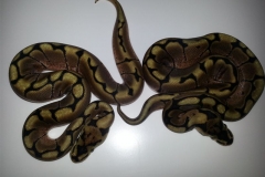 #8 Desert Lemon x Bumblebee