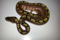 #8 Desert Lemon x Bumblebee