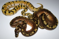 #8 Desert Lemon x Bumblebee