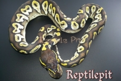 #4 Black Adder x Mojave