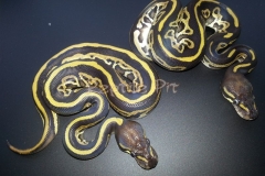 #6 Leopard Piebald x Dark Mojave