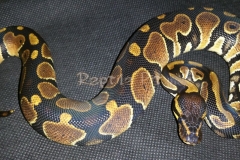 #1 Blackhead Pied het ghost x Grey Ghost