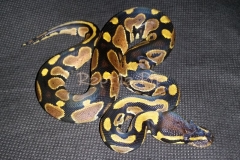 #1 Blackhead Pied het ghost x Grey Ghost