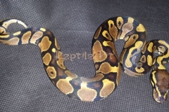 #1 Blackhead Pied het ghost x Grey Ghost