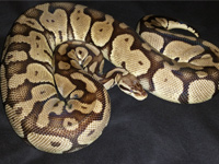 #12 Blackhead Pinstripe Het Ghost x Citrus Pastel Dam