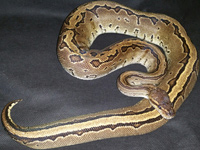 #12 Blackhead Pinstripe Het Ghost x Citrus Pastel Sire