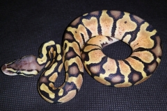 #12 Blackhead Pinstripe Het Ghost x Citrus Pastel