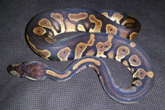 #12 Blackhead Pinstripe Het Ghost x Citrus Pastel