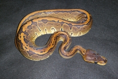 #12 Blackhead Pinstripe Het Ghost x Citrus Pastel