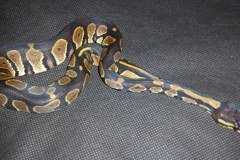 #12 Blackhead Pinstripe Het Ghost x Citrus Pastel