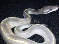 #14 Blackhead Potion	x Shatter Pastel Sire