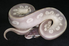 #15 Black Head Phantom Ghost X Phantom het Ghost