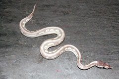 #15 Black Head Phantom Ghost X Phantom het Ghost