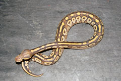 #15 Black Head Phantom Ghost X Phantom het Ghost