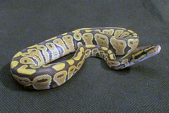 #15 Black Head Phantom Ghost X Phantom het Ghost