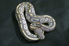 #15 Black Head Phantom Ghost X Phantom het Ghost