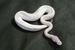 #15 Black Head Phantom Ghost X Phantom het Ghost