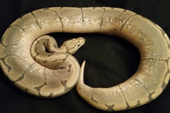 #16 Black Head Pin het Ghost X Honeybee Dam