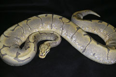 #16 Black Head Pin het Ghost X Honeybee Sire