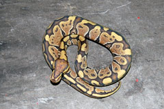 #16 Black Head Pin het Ghost X Honeybee