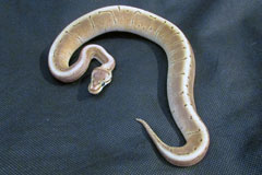 #16 Black Head Pin het Ghost X Honeybee