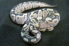 #16 Black Head Pin het Ghost X Honeybee