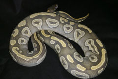 #18 Black Head Phantom Ghost X Hypo Mojave Dam